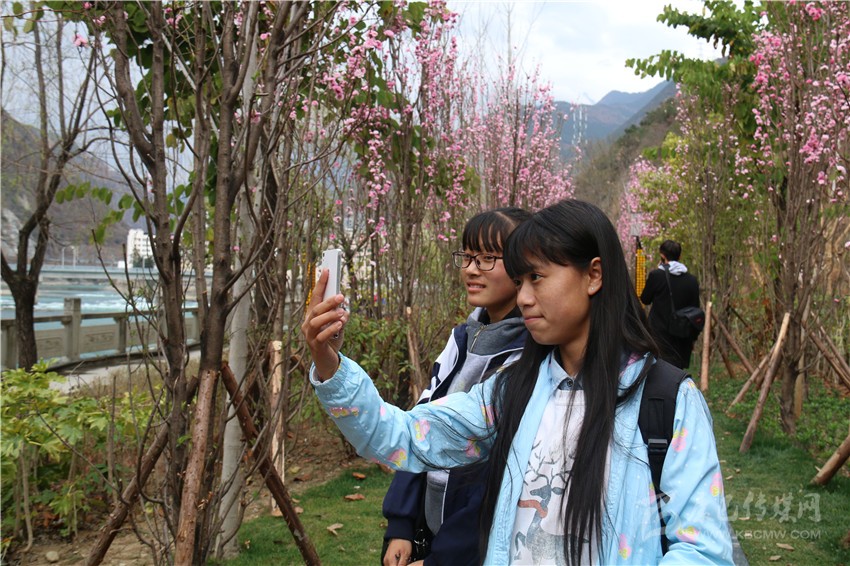 春光俏！“醉”是瀘定春三月，踏青賞花正當時
